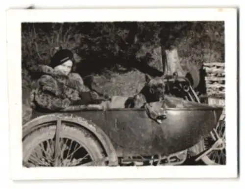 2 Fotografien Motorrad, Harley Davidson mit Beiwagen, Frau und Hund im Beiwagen mit Pelzmantel