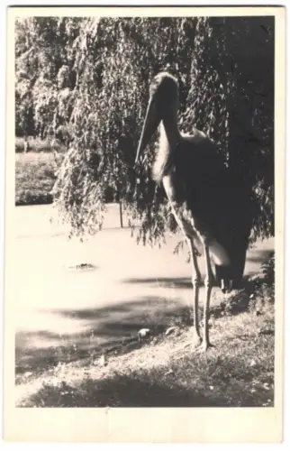 3 Fotografien Ansicht München, Tierpark Hellabrunn, Widder, Strauss und Marabu