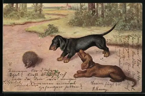 Künstler-AK Dackel beobachten einen Igel