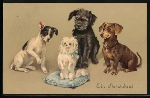 AK Ein Aristokrat, Dackel und andere Hunde