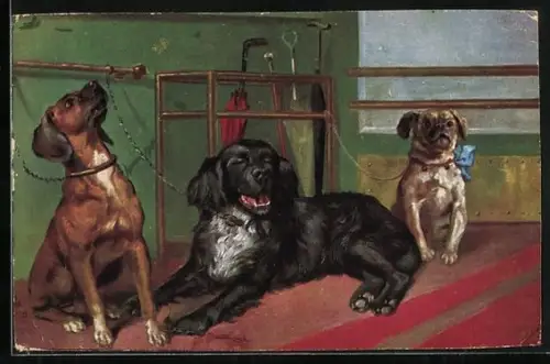 AK drei Hunde an Leinen