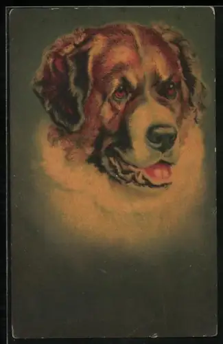 AK Kopf eines Bernhardiners