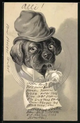 AK Bulldogge in Hemd und mit Hut und Rose im Mund