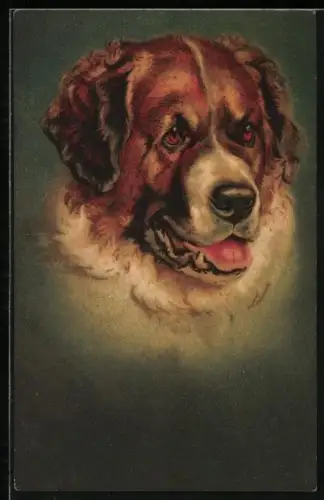 AK Kopf eines Bernhardiners