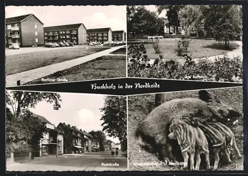 AK Buchholz in der Nordheide, Berliner Strasse, Am Rathaus, Poststrasse, Wildschweinidyll