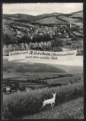 AK Züschen / Hochsauerland, Totalansicht, weisses Reh