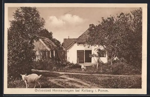 AK Henkenhagen, Ziegen am Gartenhäuschen