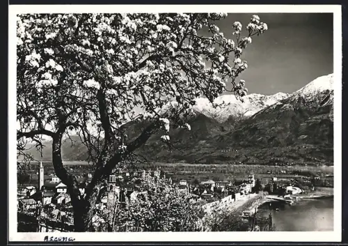 AK Ascona, Ortsansicht während der Blütezeit