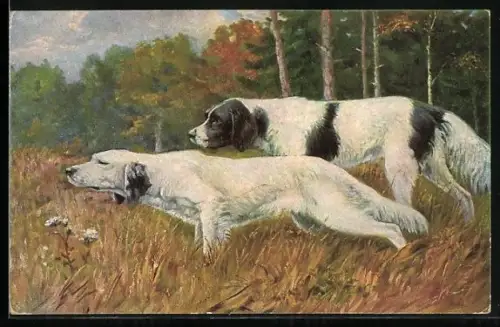 AK zwei Jagdhunde bei der Spurenwitterung