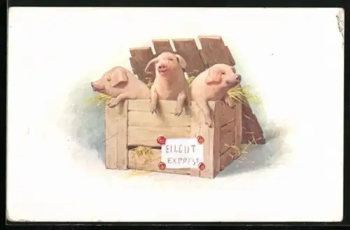 AK Schweine in einer Box mit Heu