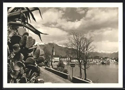 AK Ascona, Vegetazione