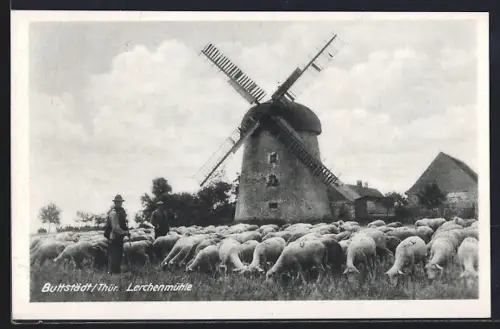 AK Buttstädt /Thür., Schafherde an der Lerchenmühle