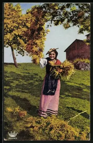 AK La Cote d`Azur, Cueillette du Mimoza