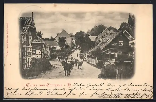 AK Schierke i. H., Strassenpartie mit Kühen