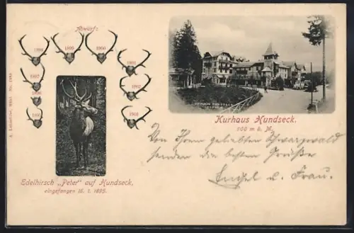 AK Hundseck, Kurhaus Hundseck, Edelhirsch Peter und seine abgeworfenen Geweihe