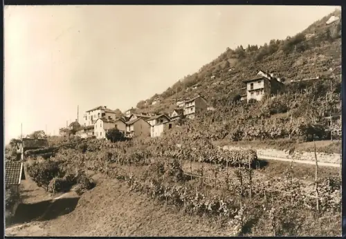 AK Agarone, Panorama mit Weinstöcken