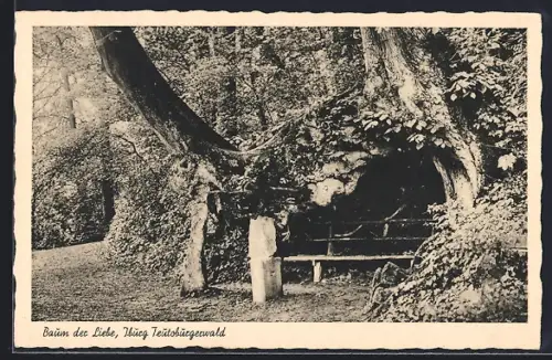 AK Iburg /Teutoburgerwald, Baum der Liebe