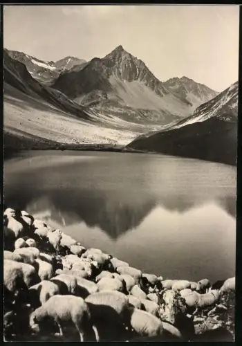 Fotografie Ansicht Arosa, Schafherde am Älplisee mit Bergpanorama