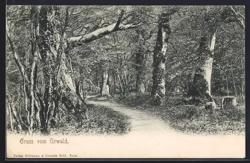 AK Neuenburg, Urwald, Waldweg