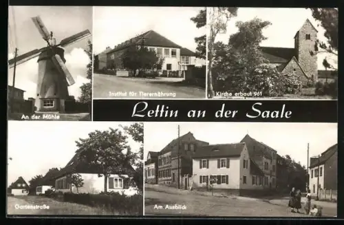 AK Lettin an der Saale, Mühle, Institut für Tierernährung, Kirche erbaut 961, Gartenstrasse, Am Ausblick