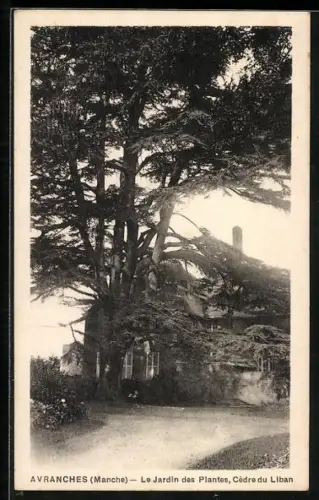 AK Avranches /Manche, Le Jardin des Plantes, Cèdre du Liban