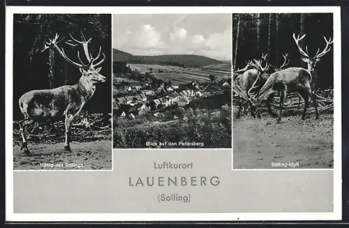 AK Lauenberg, Blick auf den Petersberg, König des Sollings, Hirsche, Solling-Idyll