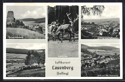 AK Lauenberg /Solling, Ruine Löwenburg, Sollingstein, Hirsche