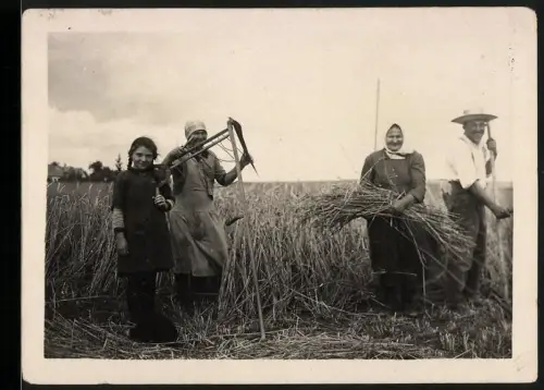 Fotografie Bauern bei der Ernte mit Handsense und Sichel, Feldarbeit