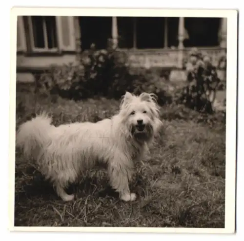 Fotografie weisser Hund schaut in die Kamera