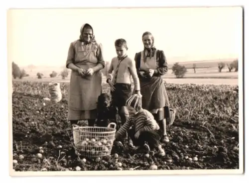 Fotografie Kinder als Erntehelfer bei der Kartoffelernte auf dem Feld mit Familienhund