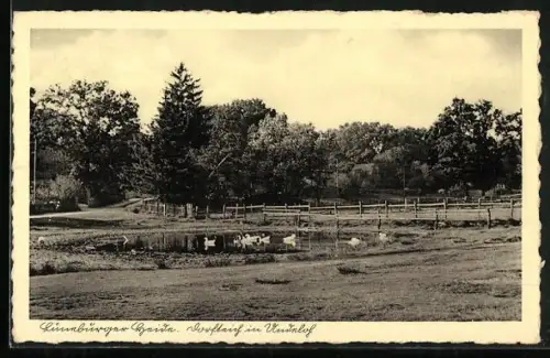 AK Undeloh /Lüneburger Heide, Dorfteich mit Gänsen