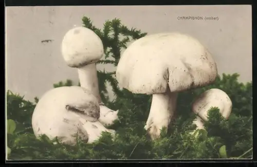 AK Champignons wachsen im Moos, Pilz