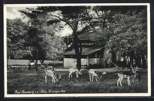 AK Bad Homburg v. d. Höhe, Hirschgarten