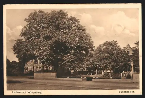 AK Wittenberg / Elbe, Luthereiche
