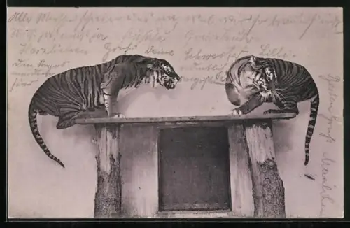 AK Berlin, Zoologischer Garten, zwei Sunda-Tiger