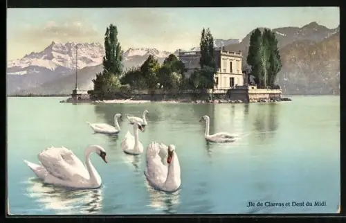 AK Clarens, Ile de Clarens, Cygnes sur le Lac