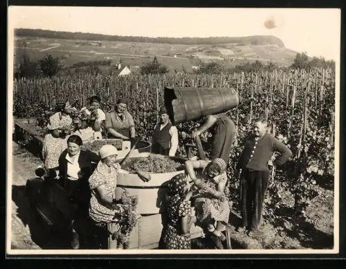 2 Fotografien Weinbauern / Winzer bei Weinlese in den Reben, Verkostung des frisch gepresten Traubensaft im Weinkeller