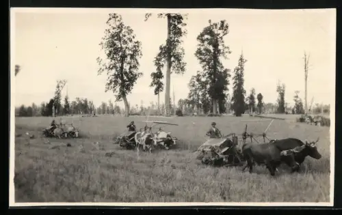 4 Fotografien Ansicht Valdivia, Feldarbeit mit Ochsengespann, Villa