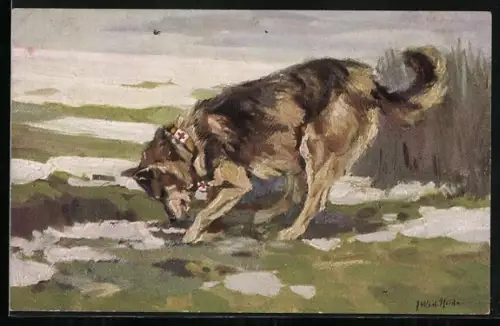 Künstler-AK Der Sanitätshund im Felde, Hund findet die Spur zum Verwundeten