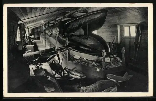 AK Riesenwalfisch, ausgestellter Wal in Walfang-Museum