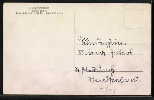AK Riesenwalfisch, ausgestellter Wal in Walfang-Museum