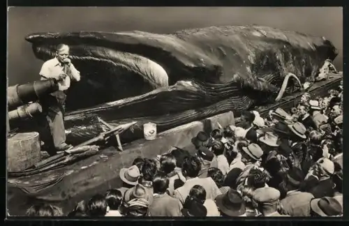 AK Jonah the Giant Whale