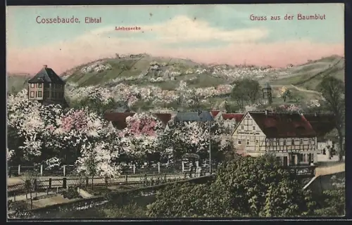 AK Cossebaude /Elbtal, Liebenecke, Baumblüte, Fachwerkhaus, Aussicht auf Obstgärten