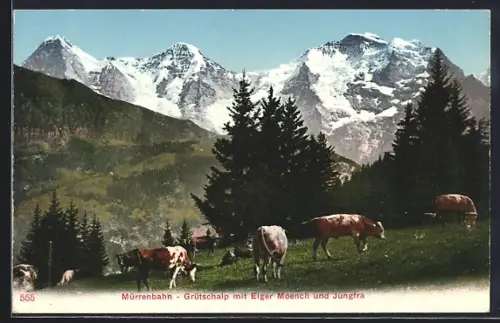 AK Lauterbrunnen, Grütschalp, Kühe auf der Weide mit Eiger, Mönch und Jungfrau