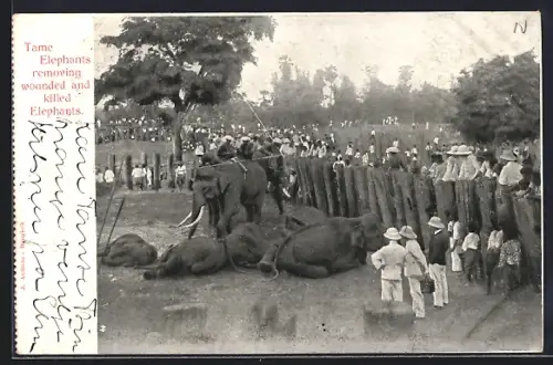 AK Bangkok, Tame Elephants removing wounded and killed Elephants