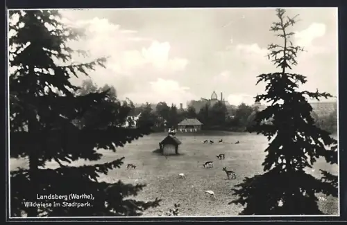 AK Landsberg / Gorzow Wlkp, Wildwiese im Stadtpark