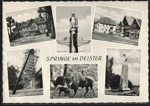 AK Springe am Deister, Wisente im Freigehege, Goebel-Bastei und Marktplatz mit Marienbrunnen