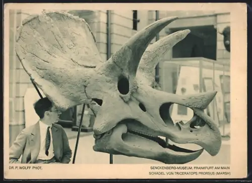 AK Frankfurt, Senckenberg-Museum, Schädel eines Triceratops Prorsus