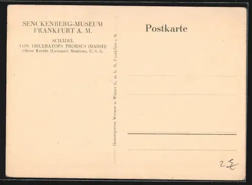 AK Frankfurt, Senckenberg-Museum, Schädel eines Triceratops Prorsus