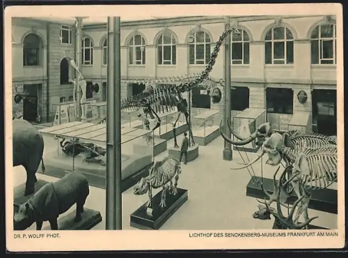 AK Frankfurt-Westend, Lichthof des Senckenberg-Museums mit Dinosaurier- und Tierskeletten